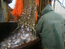 Visser leegt visnet (© European Communities, 2002, AV Services, Jan van de Vel)
