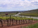 wijndruiven in Languedoc, Frankrijk