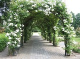 Het Rosarium van Winschoten is het grootste van Nederland.