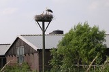 Ooievaarsdorp in Zegveld