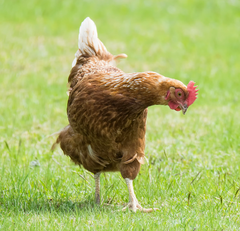 Kip op grasveld