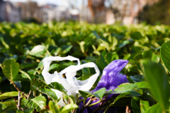Plastic tasjes in planten