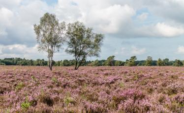 Veluwe